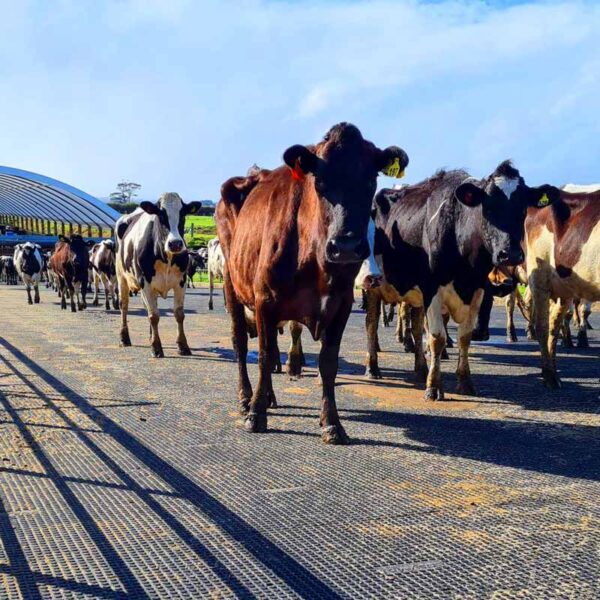 ultragrip mat for dairy farms and sheds Australia